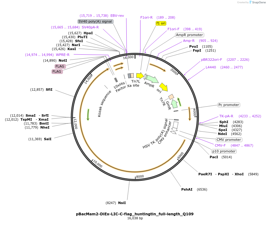 111730-plasmid-map-sequence-id-226806