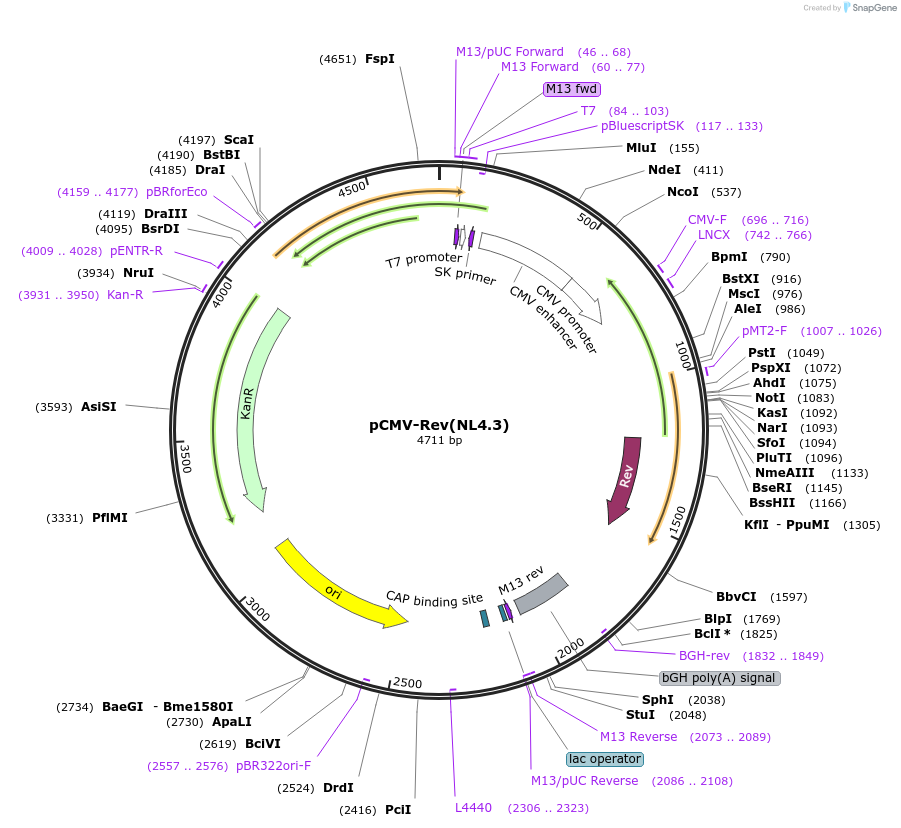 115776-plasmid-map-sequence-id-226808
