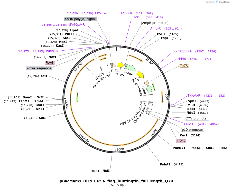 111725-plasmid-map-sequence-id-226810
