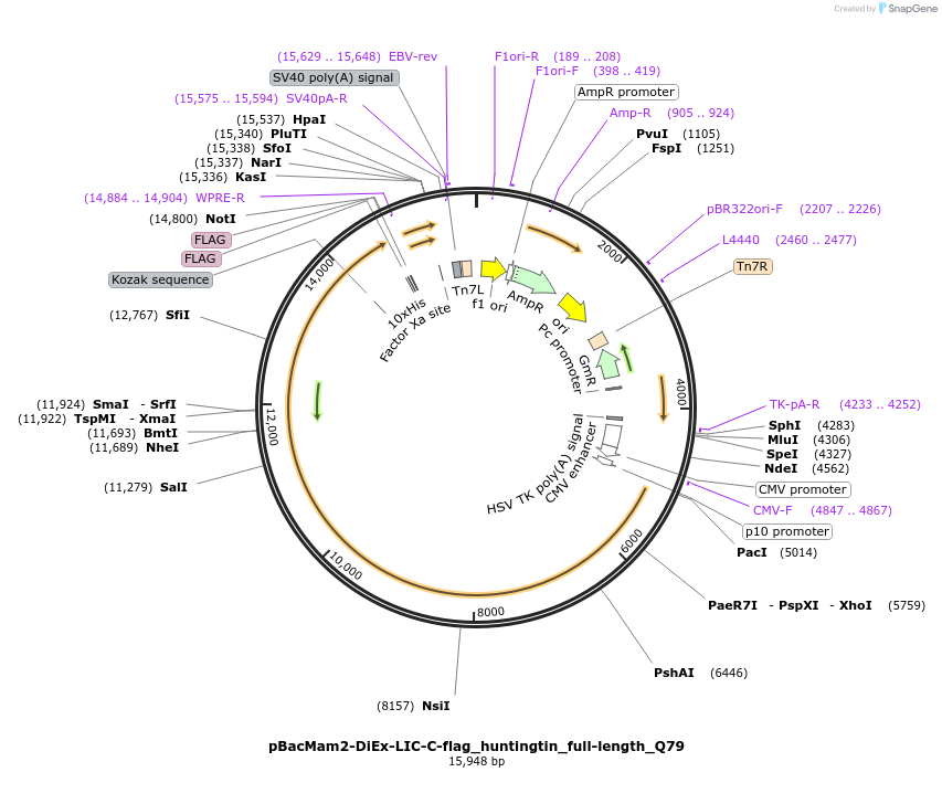 111729-plasmid-map-sequence-id-226812