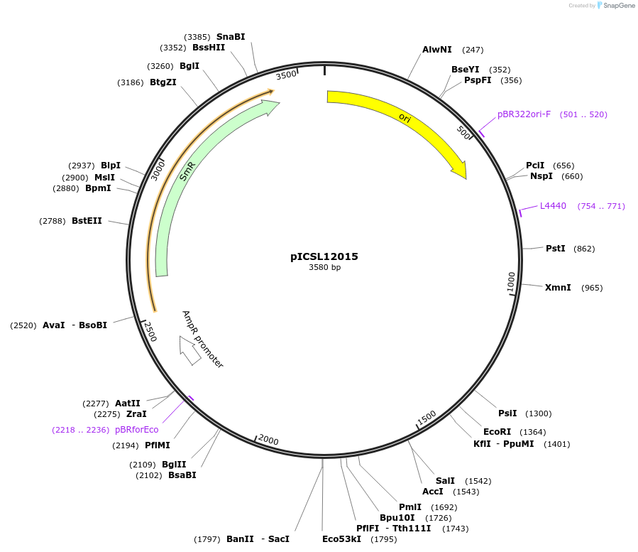117506-plasmid-map-sequence-id-226815