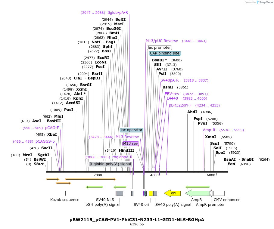 226819_map