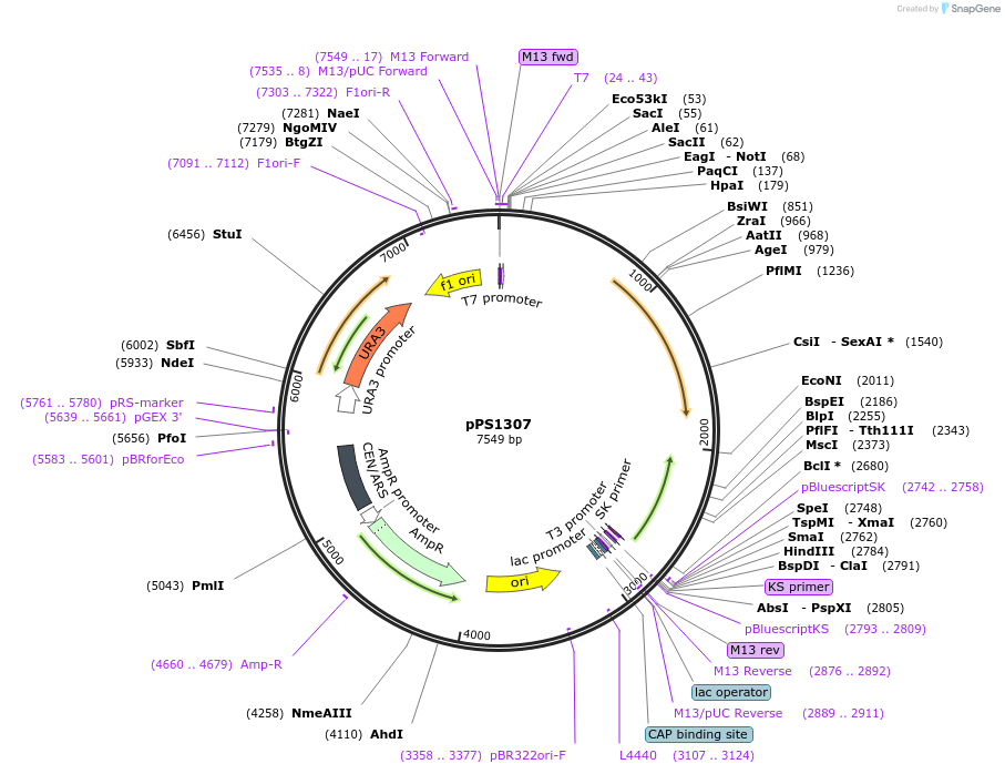 8912-plasmid-map-sequence-id-226824