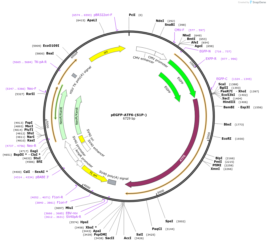 32956-plasmid-map-sequence-id-226826