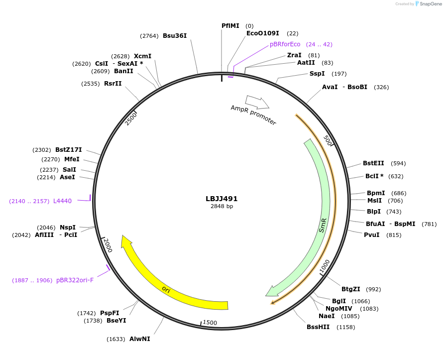 117513-plasmid-map-sequence-id-226830