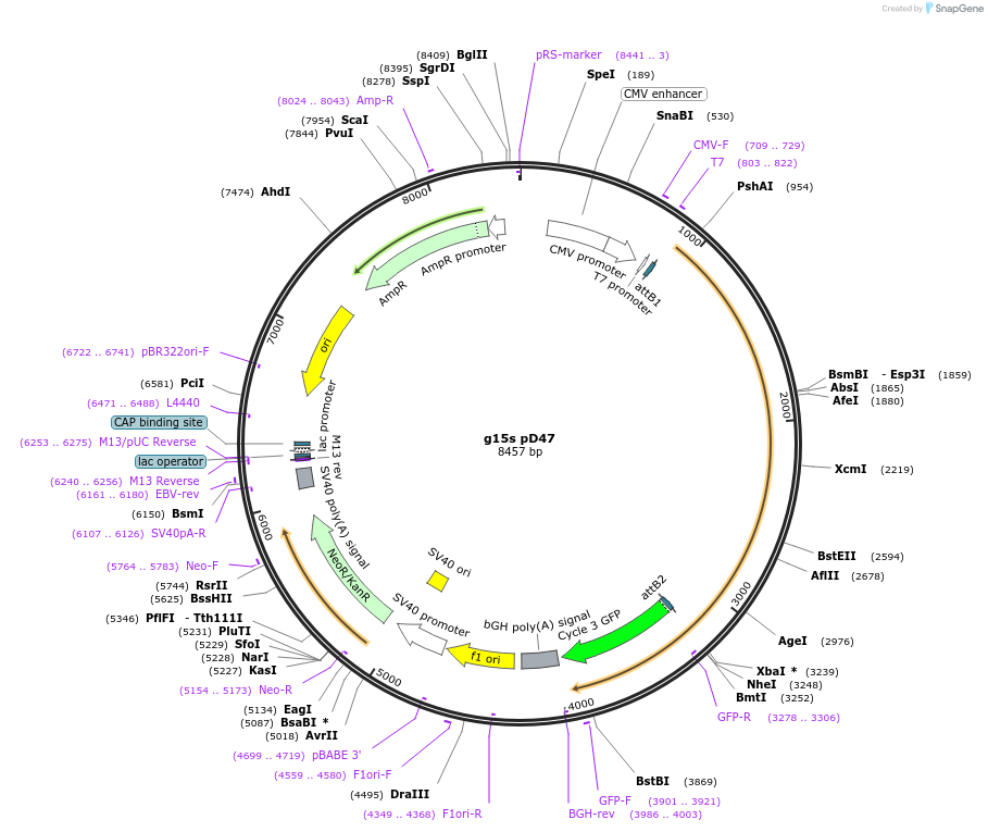 117464-plasmid-map-sequence-id-226833