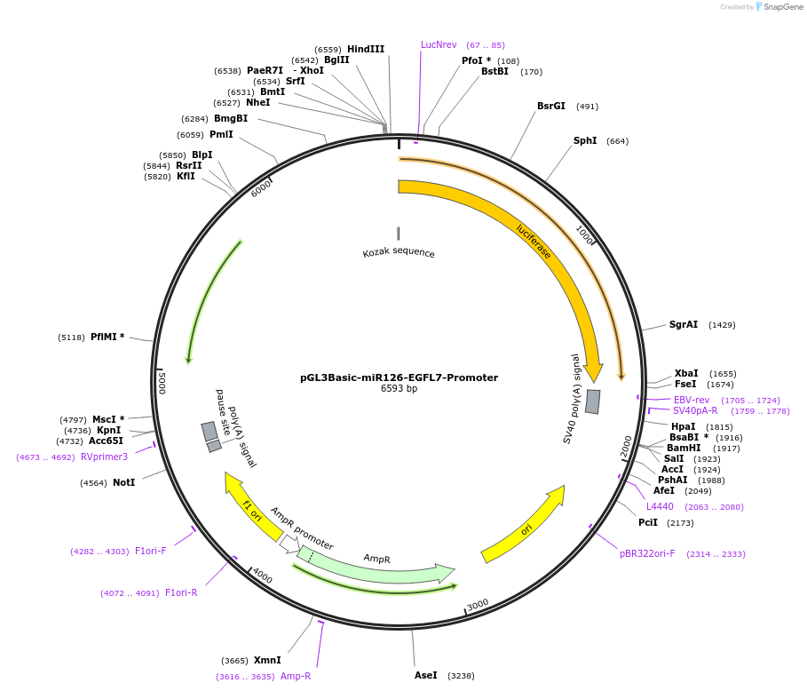 32244-plasmid-map-sequence-id-226841