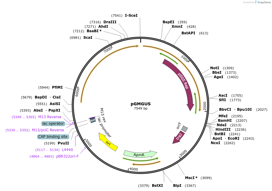 115678-plasmid-map-sequence-id-226848