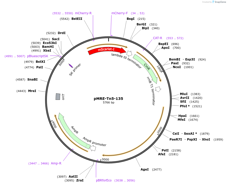 118521-plasmid-map-sequence-id-226854