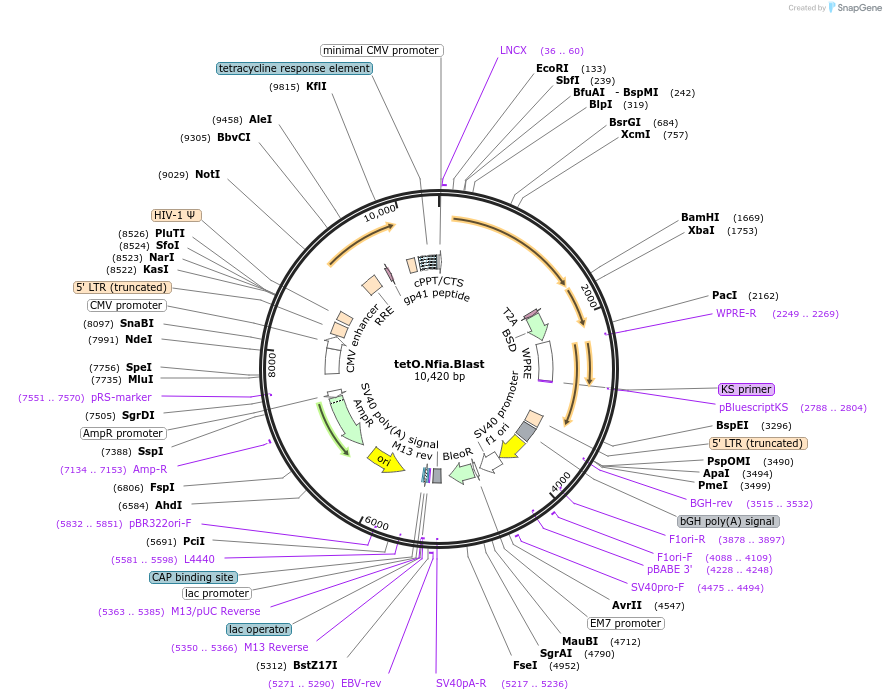 117270-plasmid-map-sequence-id-226860