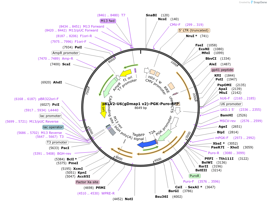 117141-plasmid-map-sequence-id-226876