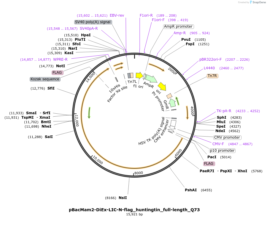 111724-plasmid-map-sequence-id-226887