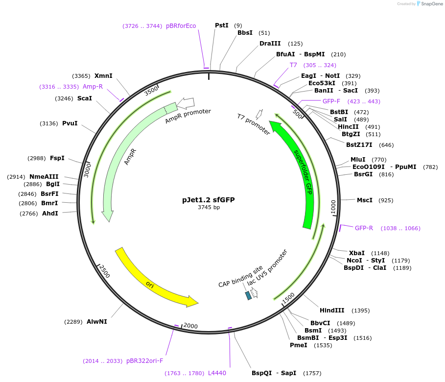 117123-plasmid-map-sequence-id-226894