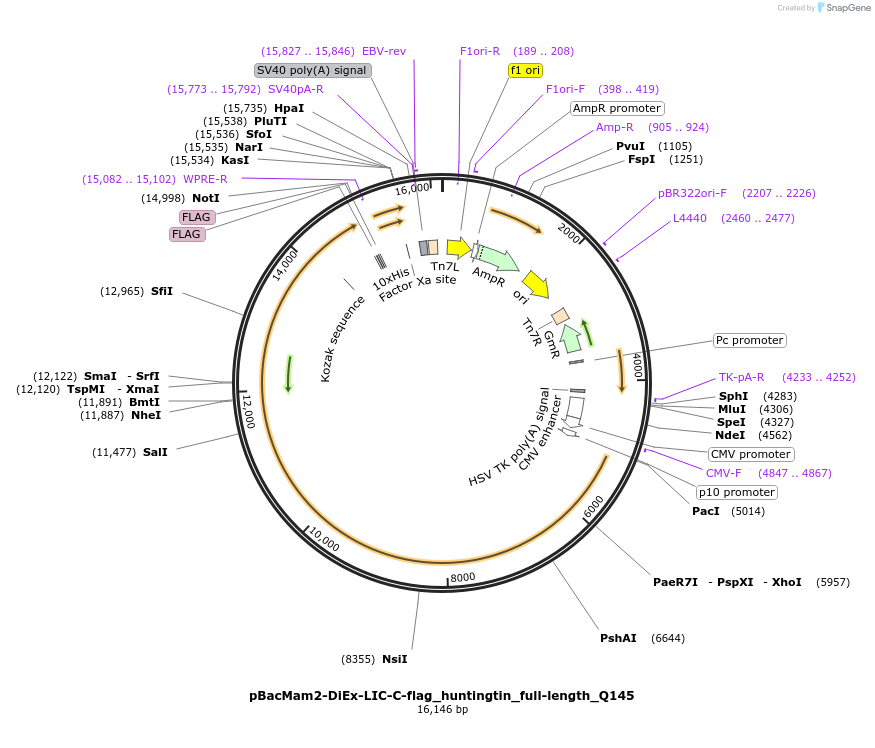 111731-plasmid-map-sequence-id-226895