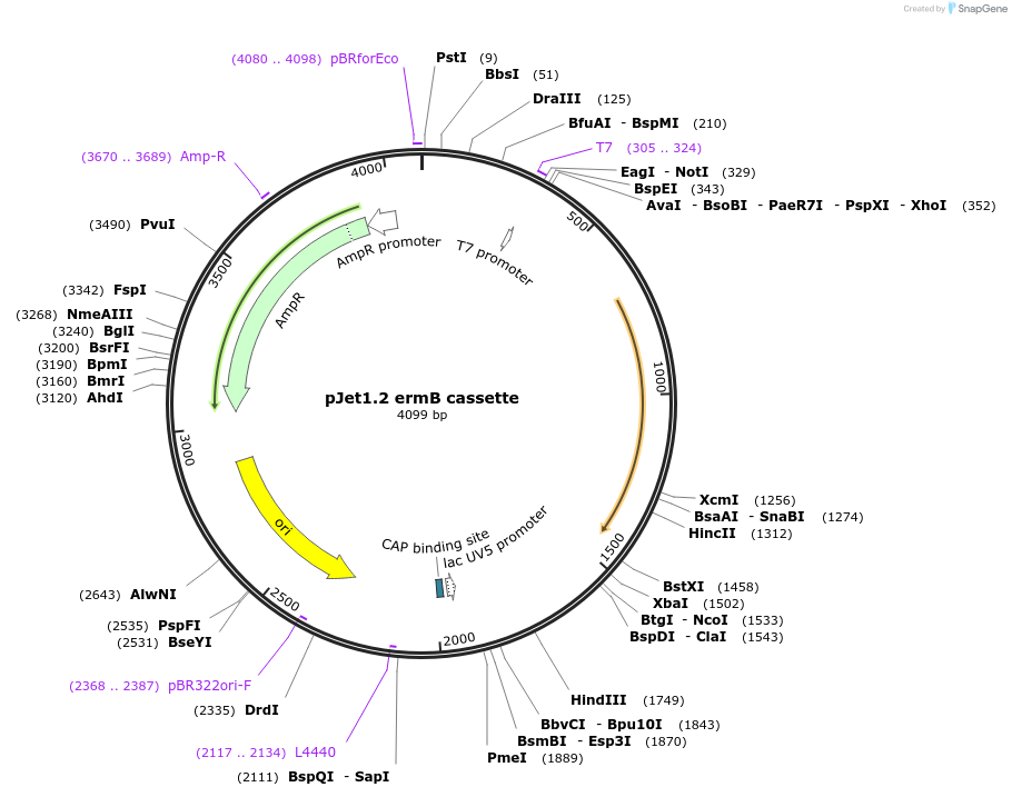 117121-plasmid-map-sequence-id-226896