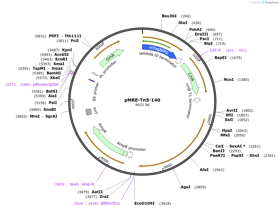 118524-plasmid-map-sequence-id-226898