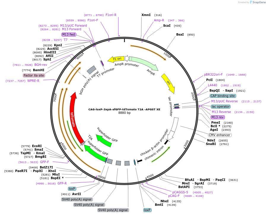 113836-plasmid-map-sequence-id-226926