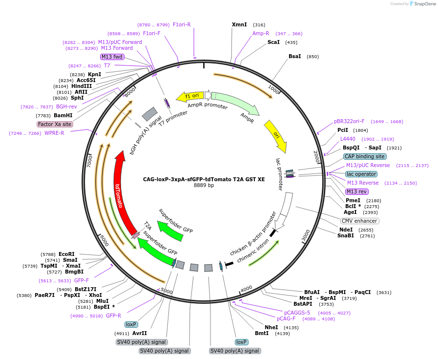 113838-plasmid-map-sequence-id-226927