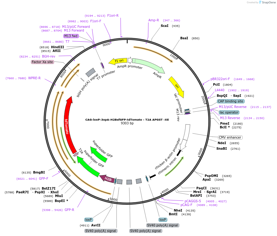 113839-plasmid-map-sequence-id-226928