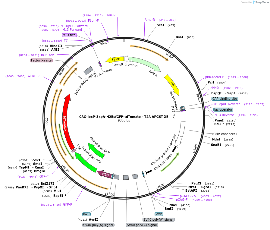 113848-plasmid-map-sequence-id-226931