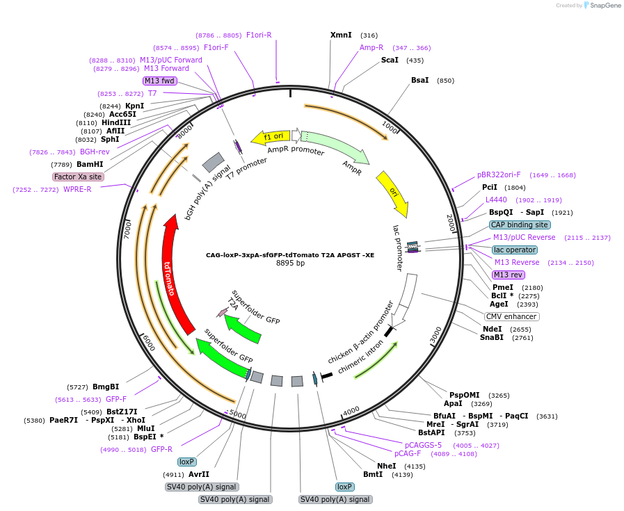 113850-plasmid-map-sequence-id-226933