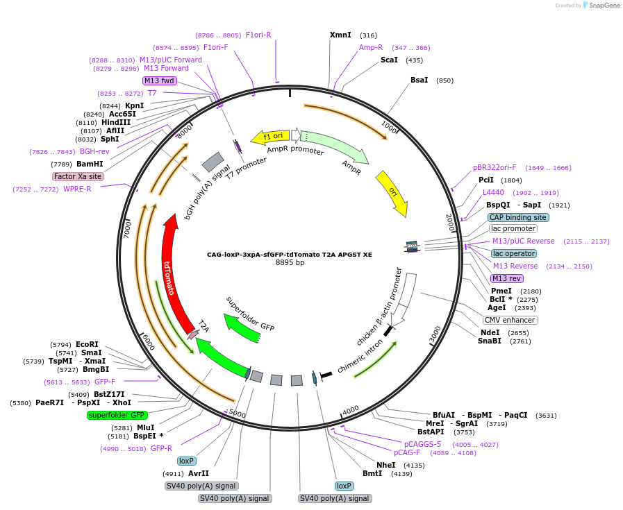 113851-plasmid-map-sequence-id-226935