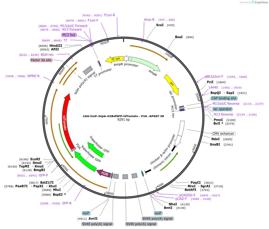 113854-plasmid-map-sequence-id-226936