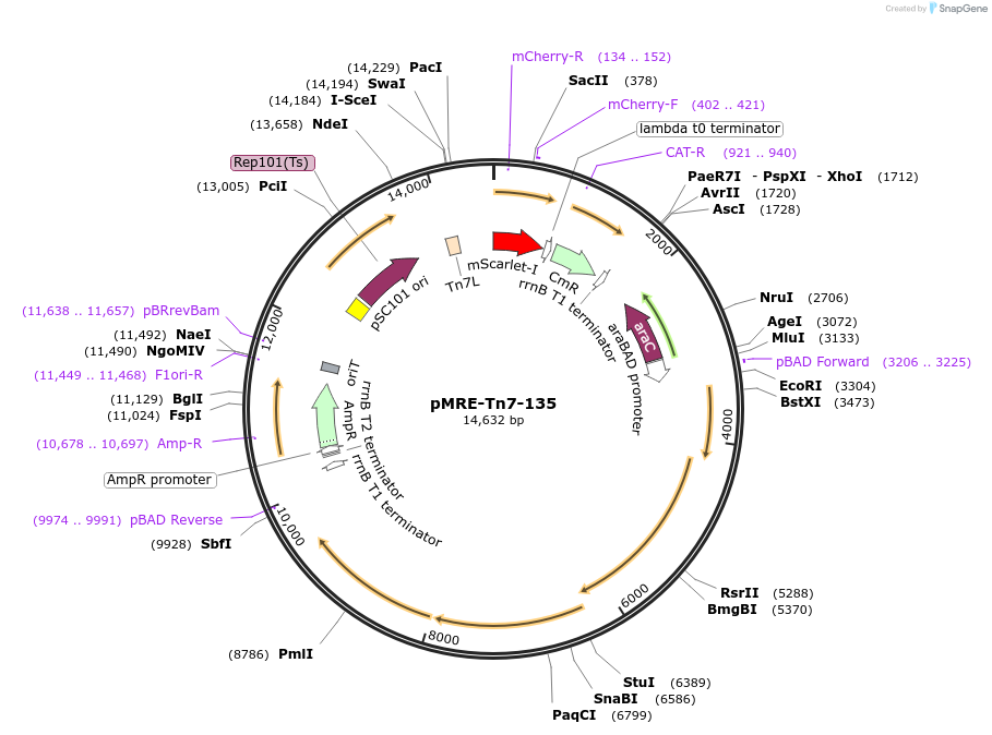 118553-plasmid-map-sequence-id-226942