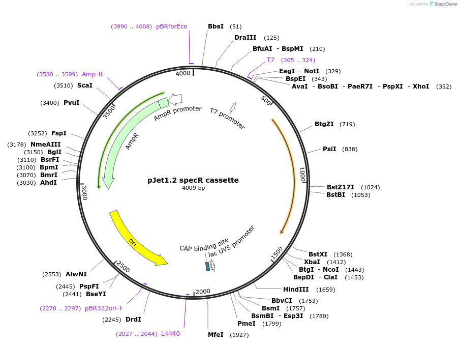 117120-plasmid-map-sequence-id-226944