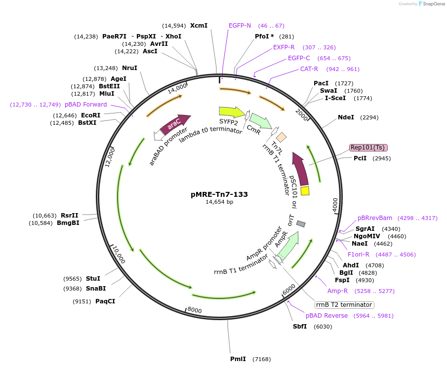 118551-plasmid-map-sequence-id-226945