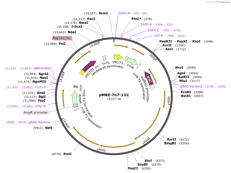 118550-plasmid-map-sequence-id-226948