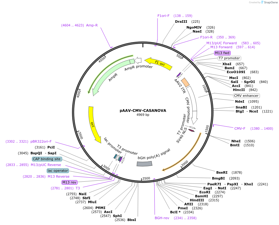 113036-plasmid-map-sequence-id-226953