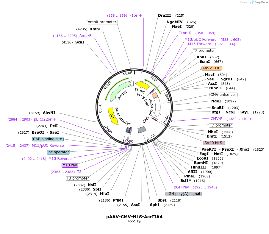 113038-plasmid-map-sequence-id-226954