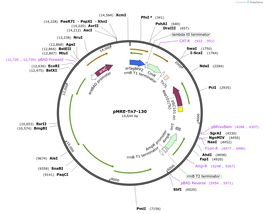118548-plasmid-map-sequence-id-226955