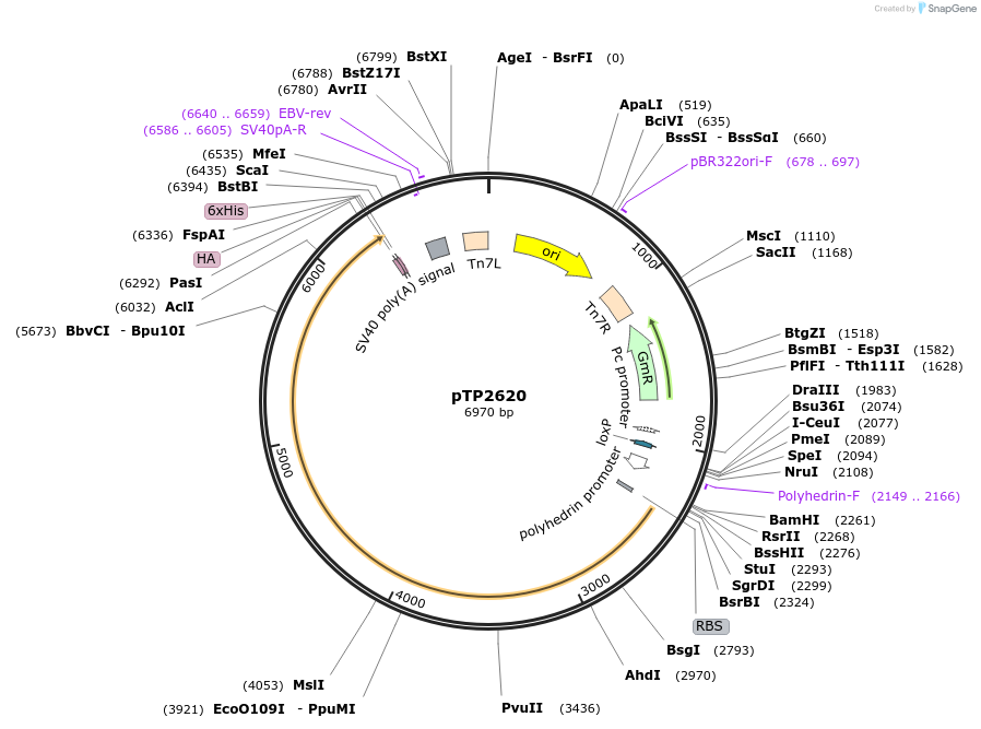 113311-plasmid-map-sequence-id-226986