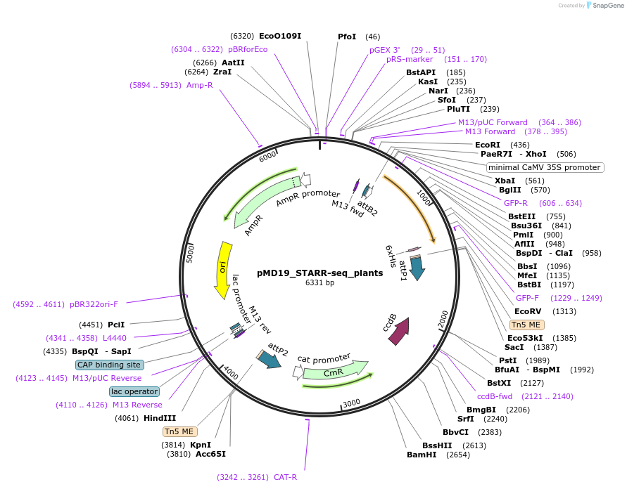 117379-plasmid-map-sequence-id-226991