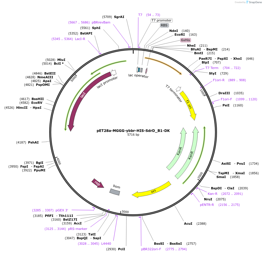 117983-plasmid-map-sequence-id-227012