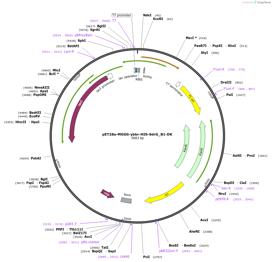 117981-plasmid-map-sequence-id-227015
