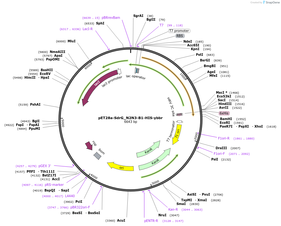 117980-plasmid-map-sequence-id-227018