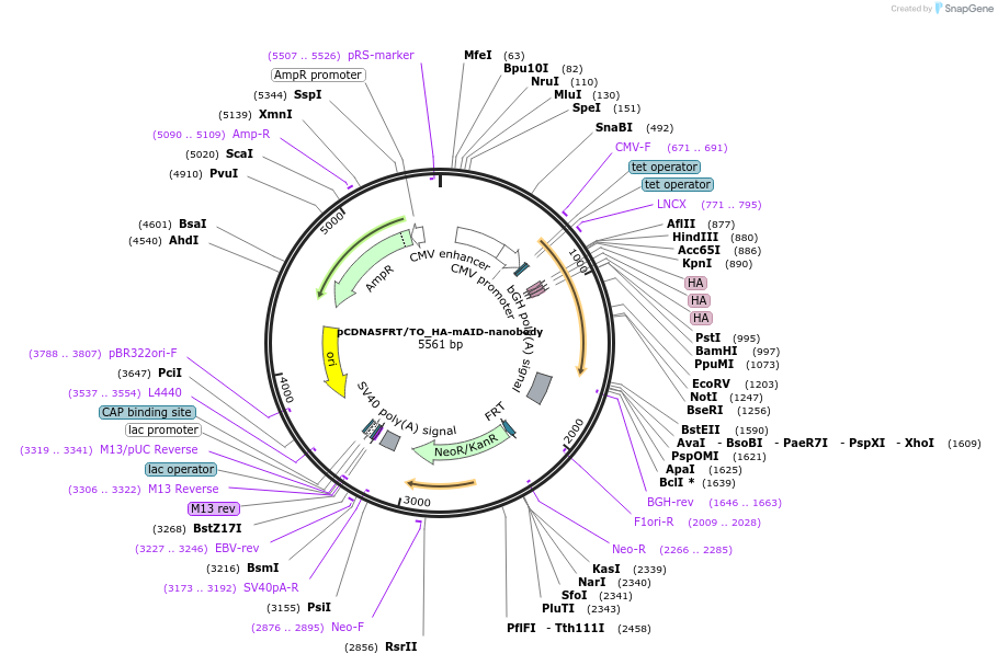 117713-plasmid-map-sequence-id-227019