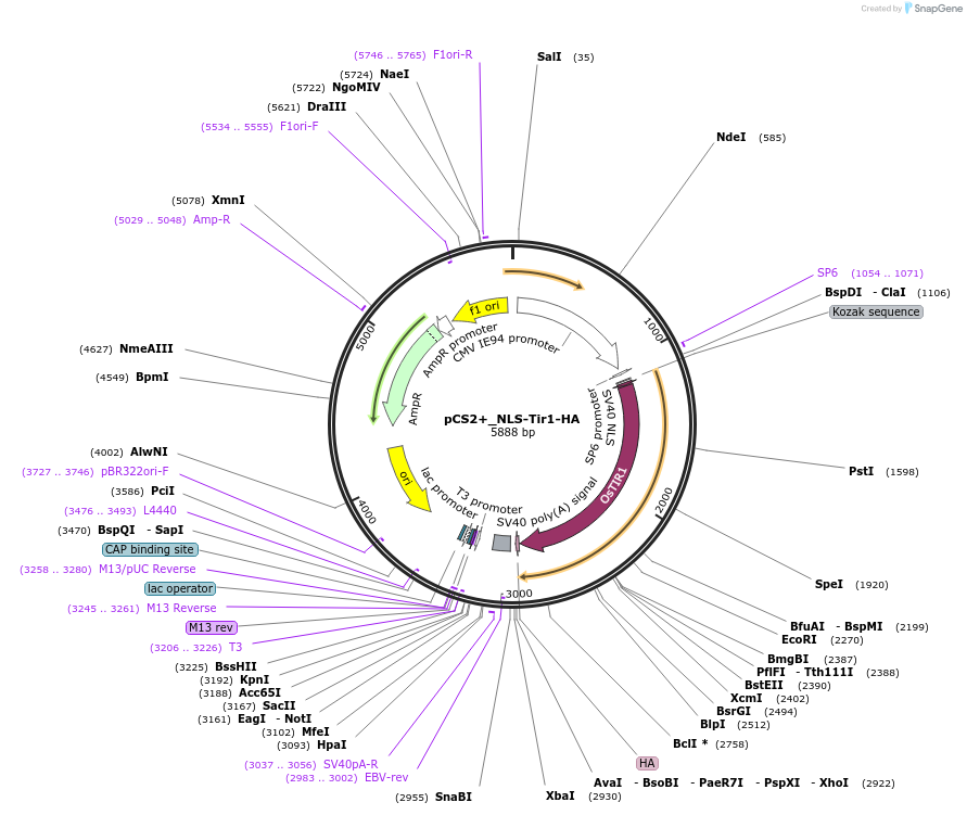 117716-plasmid-map-sequence-id-227023