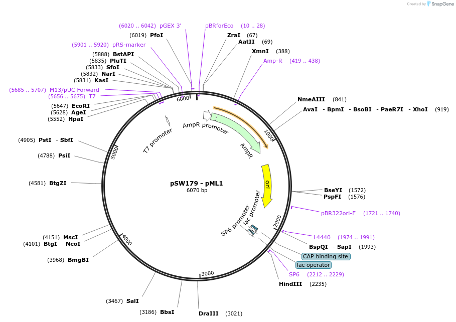 115977-plasmid-map-sequence-id-227024