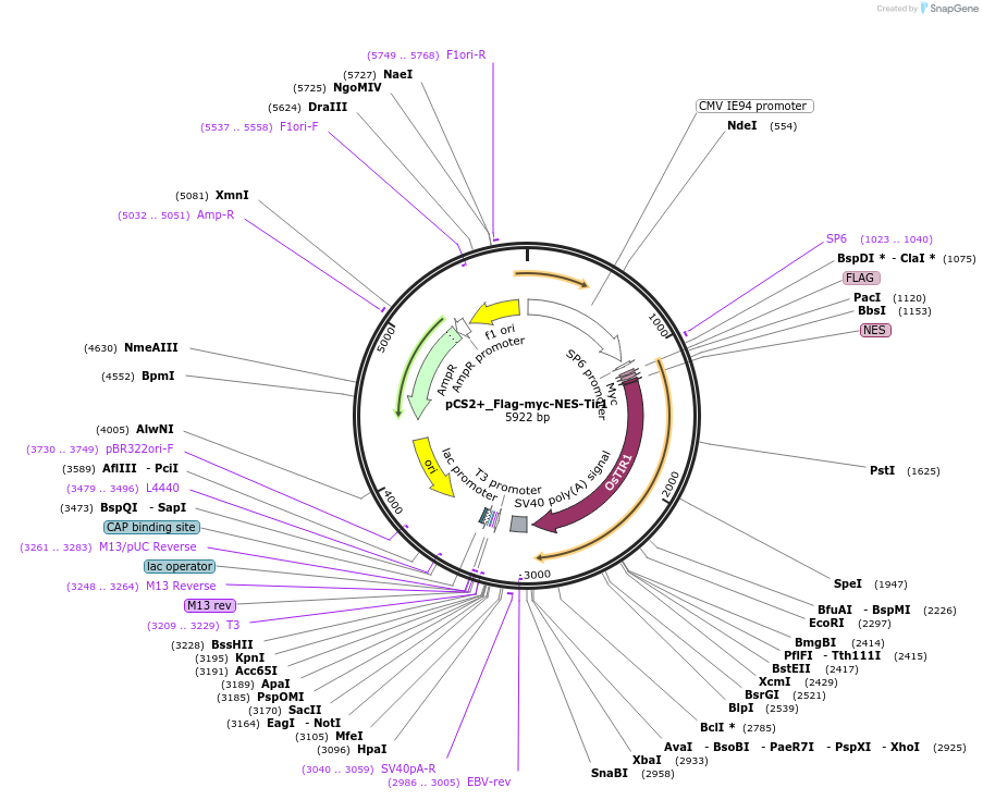 117717-plasmid-map-sequence-id-227025