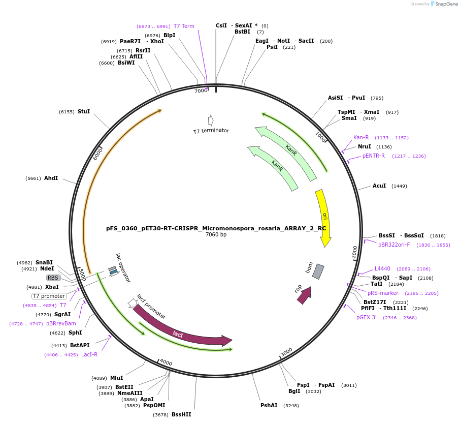 116972-plasmid-map-sequence-id-227026