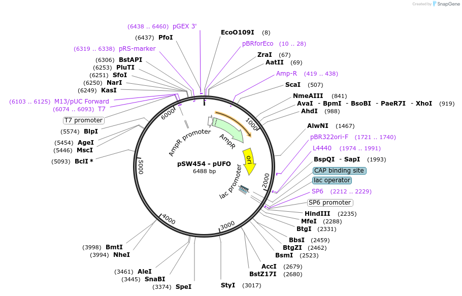115978-plasmid-map-sequence-id-227027