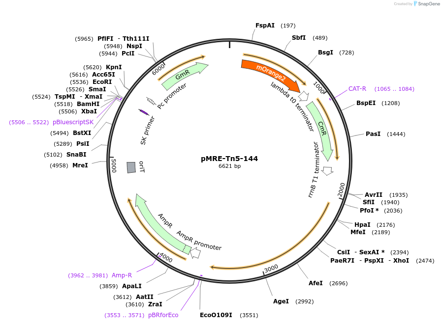 118528-plasmid-map-sequence-id-227064
