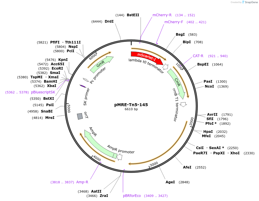 118529-plasmid-map-sequence-id-227065