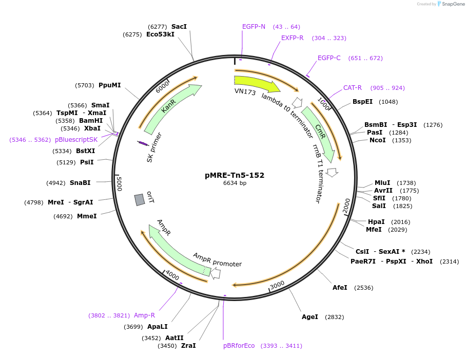 118534-plasmid-map-sequence-id-227072
