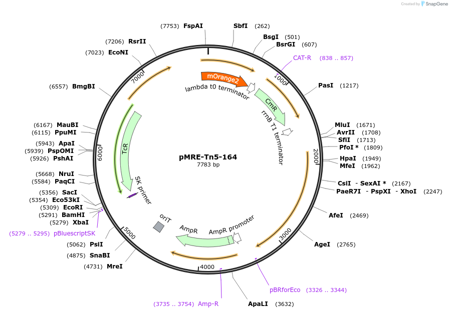118544-plasmid-map-sequence-id-227083