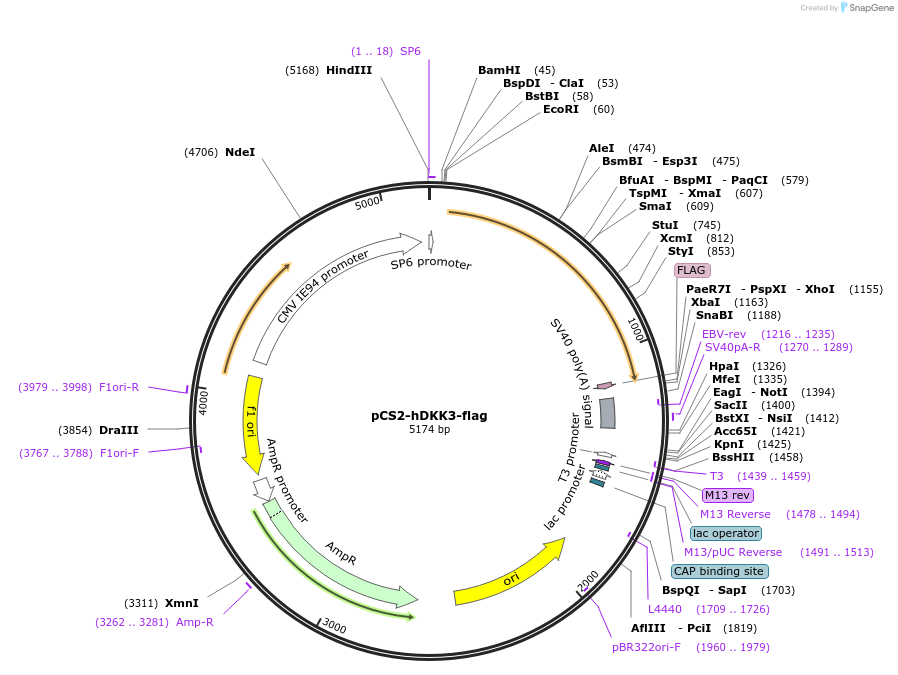 15496-plasmid-map-sequence-id-227086